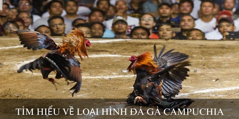 Chọi gà Campuchia và những điều thú vị