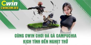 Cùng Cwin Chơi Đá Gà Campuchia Kịch Tính Đến Nghẹt Thở